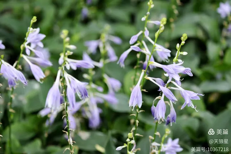 紫萼（紫玉簪）